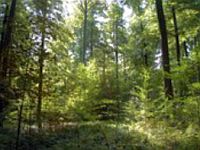 Climate change adaptation in a peri-urban beech forest - Sonian Forest Belgium - Copyright Frederik Vaes